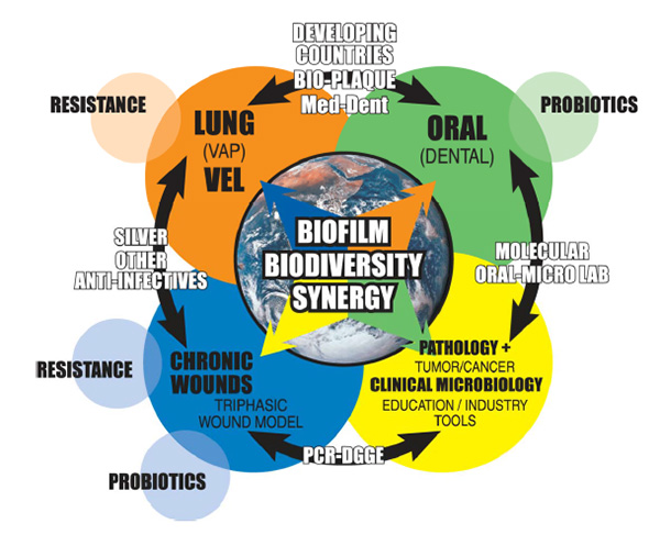Biofilm Diversity Synergy diagram 